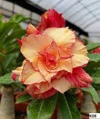 4 PCS Seeds Adenium Fully Orange Petals Long Flower Tail