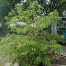 100 PCS Seeds 'Grove' Dawn Redwood Bonsai Tree