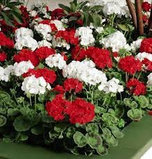 20 PCS Seeds Geranium 'St Gerorge'