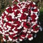 20 PCS Seeds Geranium 'St Gerorge'