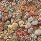 20 PCS Seeds Lithops Mixed Rare 20 PCS Seeds Lithops Mixed Rare