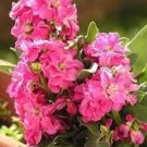 100 PCS Seeds Matthiola Incana Mixed Hoary Stock 100 PCS Seeds Matthiola Incana Mixed Hoary Stock