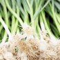 100 PCS Seeds Chinese Green Leek Vegetables