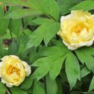 20 PCS Seeds Chinese Peony Flower Seeds Mixed Red Yellow Light Pink