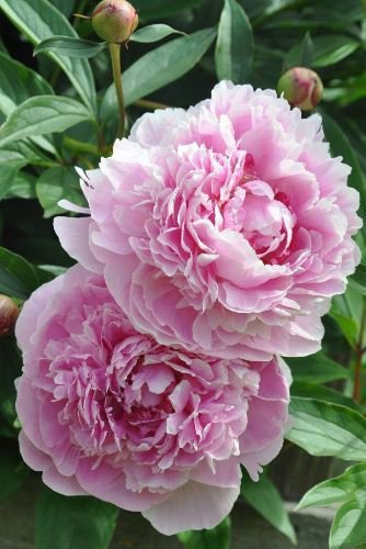 20 PCS Seeds Chinese Peony Tree
