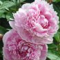 20 PCS Seeds Chinese Peony Tree