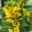 200 PCS Seeds Lysimachia Punctata Perennial