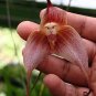 10 PCS Seeds Mixed Colourful Monkey Face Orchid Plants