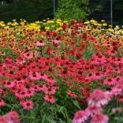 200 PCS Seeds Mixed Yellow Red Rose Red Echinacea Coneflower 200 PCS Seeds Mixed Yellow Red Rose Red Echinacea Coneflower