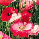 200 PCS Seeds Poppy Shirley Double Mix 200 PCS Seeds Poppy Shirley Double Mix