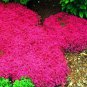 200 PCS Seeds Rock Creeping Thyme Flores Mixed 9 Colors