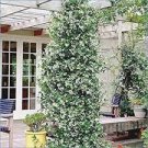 200 PCS Seeds Rare Climbing Jasmine Flower