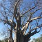 4 PCS Seeds Adansonia African Baobab