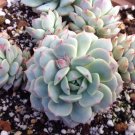 20 PCS Seeds Giant Hens and Chicks Echeveria Gigantea Succulent