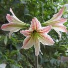 200 PCS Seeds Amaryllis Chinese Bonsai Amarilis Planting