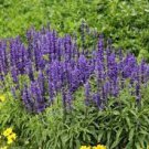 200 PCS Seeds Bonsai Vanilla Fragrant Flowers Edible Salvia Japonica Bonsai