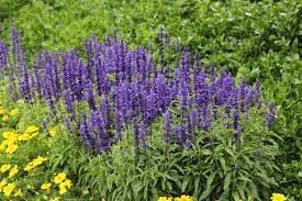 200 PCS Seeds Bonsai Vanilla Fragrant Flowers Edible Salvia Japonica Bonsai