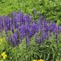 200 PCS Seeds Bonsai Vanilla Fragrant Flowers Edible Salvia Japonica Bonsai