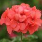 40 PCS Seeds Deep Red Geranium Bonsai Pretty Charming Flower
