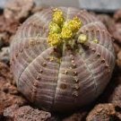 200 PCS Seeds Euphorbia obesa Basketball Sea Urchin Bonsai