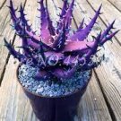 400 PCS Seeds Rainbow Aloe Bonsai Mixed Excellent Succulent Plants
