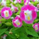 200 PCS Seeds Torenia Fournieri Bonsai Amazing Flower Bonsai DIY Potted Plants