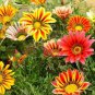200 PCS Seeds Gorgeous Gazania Rigens Bonsai
