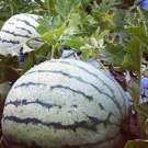 20 PCS Seeds Heirloom Green White Big Sweet Watermelon
