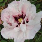 10 PCS Seeds Heirloom White Dark Red Tree Peony Flower 10 PCS Seeds Heirloom White Dark Red Tree Peony Flower