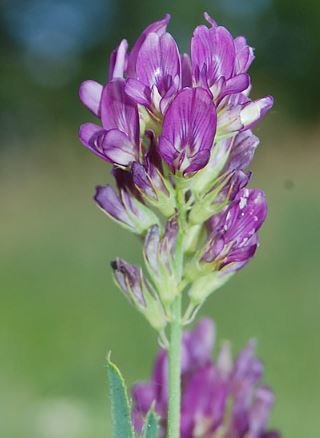 200 PCS Seeds Purple Alfalfa Seed High Quality Forage Perennial Grass