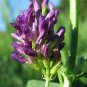 200 PCS Seeds Purple Alfalfa Seed High Quality Forage Perennial Grass