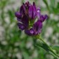 200 PCS Seeds Purple Alfalfa Seed High Quality Forage Perennial Grass