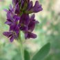 200 PCS Seeds Purple Alfalfa Seed High Quality Forage Perennial Grass