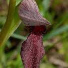 200 PCS Seeds Rare Black 'duck tongue' Orchid Flower Perennial