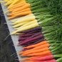 200 PCS Seeds Rare Heirloom Daucus Carota Mixed Carrot Organic Vegetables