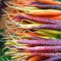 200 PCS Seeds Rare Heirloom Daucus Carota Mixed Carrot Organic Vegetables