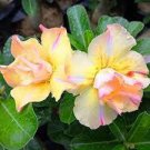 4 PCS Seeds Rare 'thin yellow elves' Adenium Desert rose