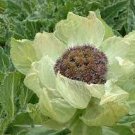 60 PCS Seeds Saussurea involucrata semillas