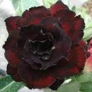 4 PCS Seeds 'Immortality' Dark Red Adenium Obesum Desert Rose