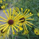 200 PCS Seeds Heirloom 'Paradoxa' Yellow Spider Echinacea