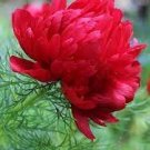 10 PCS Seeds Heirloom 'Hong Hui' Red Peony Shrub Perennial Flower 10 PCS Seeds Heirloom 'Hong Hui' Red Peony Shrub Perennial Flower