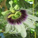 20 PCS Seeds Passion Flower Purple Granadilla Passiflora Edulis 20 PCS Seeds Passion Flower Purple Granadilla Passiflora Edulis