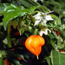 48 PCS Seeds Dragon Fruit Pitaya Red (White, Yellow) Organic