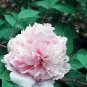 10 PCS Seeds Heirloom 'Jin Guang San Hui' Pink Chinese Peony Flower Root