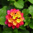 20 PCS Seeds Mixed Colorful Lantana Camara Perennial Plants