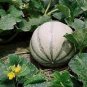 40 PCS Seeds Small Heirloom True French Charentais Gourmet Melon Cucumis Melo