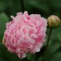 10 PCS Seeds Very Rare 'Fen Zhong Guan' Pink Pretty Perennial Peony Flower