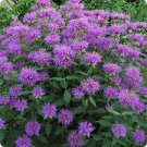 200 PCS Seeds Bee Balm Wild Bergamot Perennial