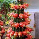 200 PCS Seeds Dragon Fruit Pitaya Red (White, Yellow) Organic