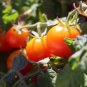200 PCS Seeds Heirloom Mini Bright Red Cherry Tomato Fruits